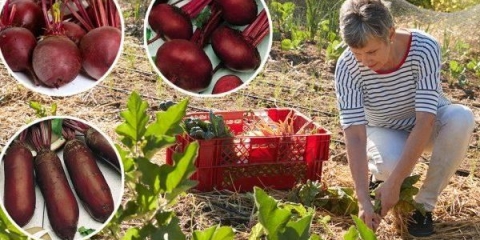 Najbolje sorte cvekle