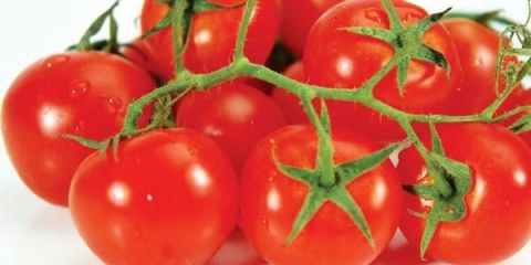 Najbolje sorte paradajza za otvoreno tlo