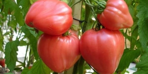 Najbolje sorte paradajza za srednju traku