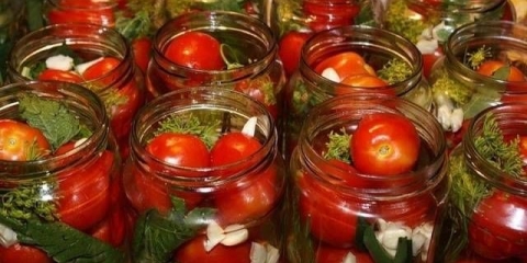 Najbolje sorte paradajza za kiseljenje i konzerviranje