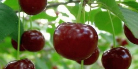 Najbolje sorte trešanja za ural