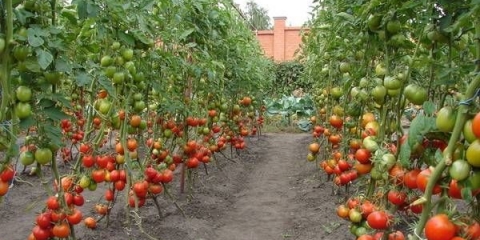 Najbolje sorte visokih paradajza za otvoreno tlo