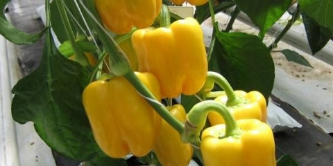 Najbolje sorte žute paprike