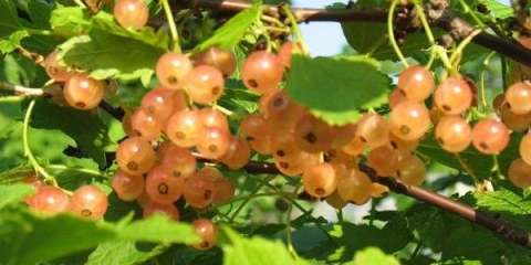 Najbolje sorte zlatne ribizle