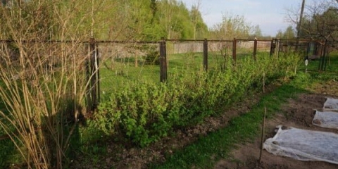 Najbolji susjedi za crnu ribizu - da li je moguće posaditi ogrozd, malinu pored crvene
