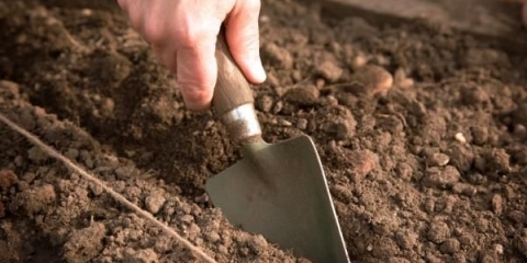 Najbolji načini za sadnju šargarepe