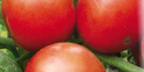 Najbolje srednje sorte paradajza
