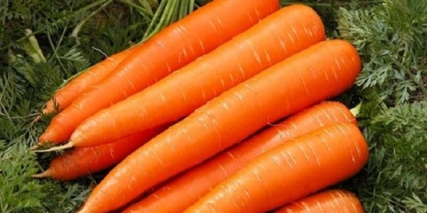 Najbolje srednje sezonske sorte šargarepe