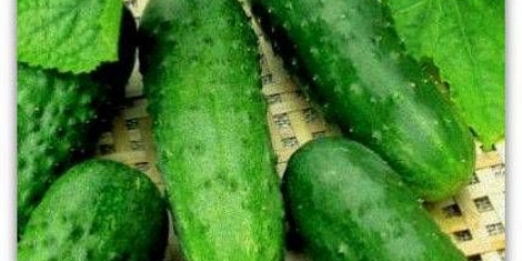 Najbolje srednje sezonske sorte krastavaca