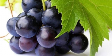 Najbolje stone sorte grožđa