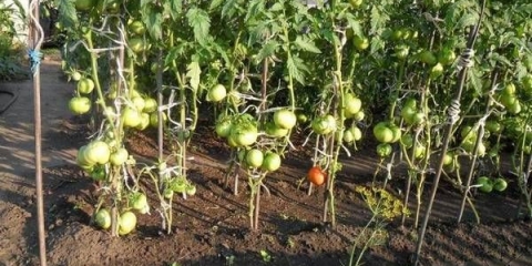 Najbolji paradajz sibirske selekcije za otvoreno tlo