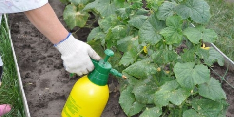 Najbolja đubriva i prelivi za krastavce