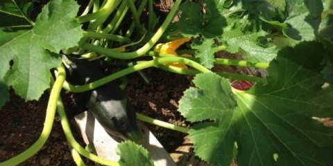 Najbolje produktivne sorte tikvica