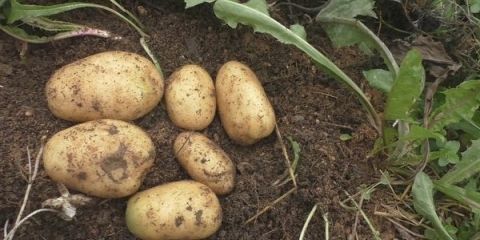 Najbolje vrste zelenog đubriva za krompir