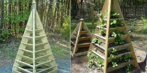 Najbolji način za uzgoj jagoda