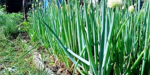 Luk batun - raste iz sjemena