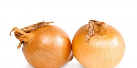 Centurion luk - opis sorte, sadnja i njega