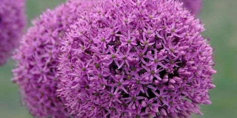 Dekorativni luk (alijum) gladijator: fotografija, opis, sadnja i njega