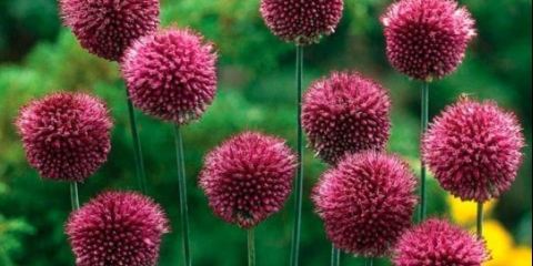 Dekorativni luk sa okruglom glavom (alijum): fotografija, sadnja i njega