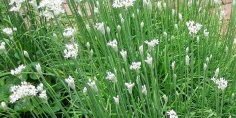 Piment (planinski beli luk, džusai): uzgoj kod kuće, opis