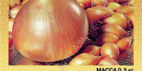 Herkulov luk: opis, prednosti i uzgoj