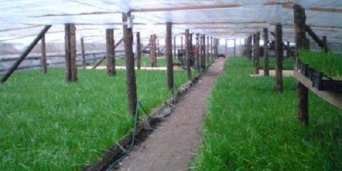 Luk u staklenik zimi: tajne uzgoja, pogodne sorte