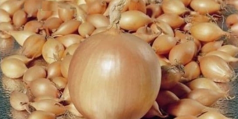 Radar za luk - opis sorte, sadnja i njega