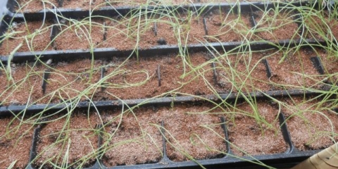 Lukovica globo: opis, sadnja za sadnice, njega, prihranjivanje