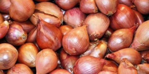 Porodica luka - sadnja i njega na otvorenom polju