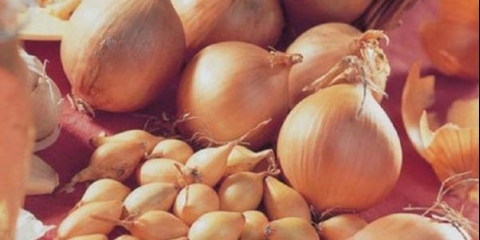 Luk senshui: opis sorte + recenzije