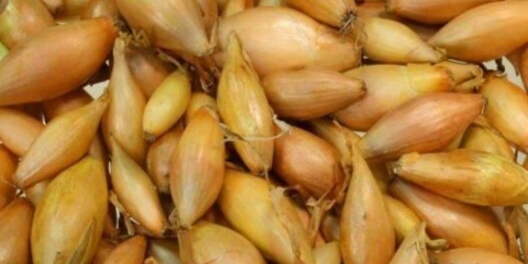 Setovi luka bamberger: opis sorte, fotografija, uzgoj iz sjemena, recenzije