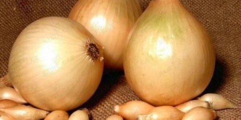 Setton luka: opis sorte, fotografije, recenzije