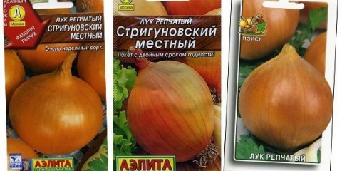 Setovi luka strigunovsky: opis sorte, sadnja u proljeće, može li se saditi prije zime