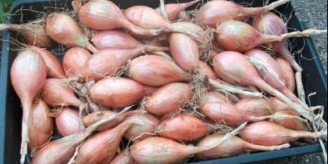 Šalotka (porodica): šta je, kako i kada saditi, kako izgleda, najbolje sorte