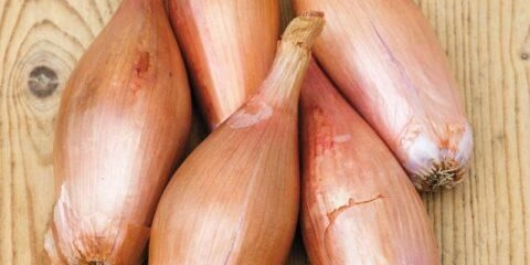 Šalot (porodica) zebrun: opis sorte, fotografija