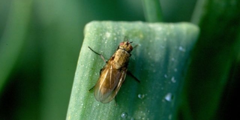 Luk shakespeare: opis sorte + fotografija