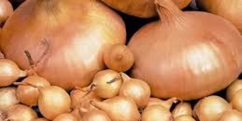 Luk stuttgarter risen: opis sorte