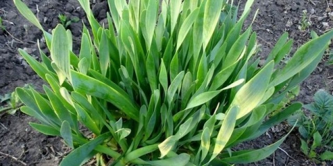 Slime luk - uzgoj i njega