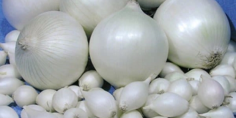 Stardust luk: opis sorte, sadnja i njega