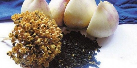 Suvorov luk - uzgoj i njega