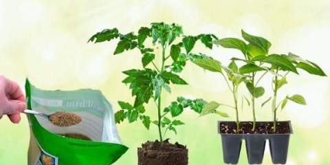 Oguliti luk za rasad paradajza i paprike