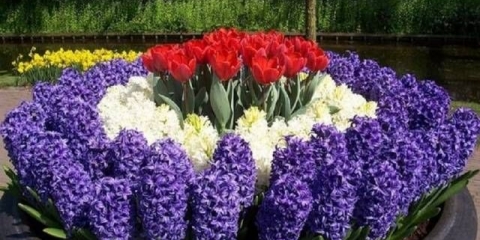 Lukovičasto višegodišnje cvijeće: fotografija s imenom