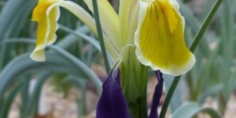 Lukovita perunika: sorte sa fotografijama, nazivima i opisima, sadnja i njega