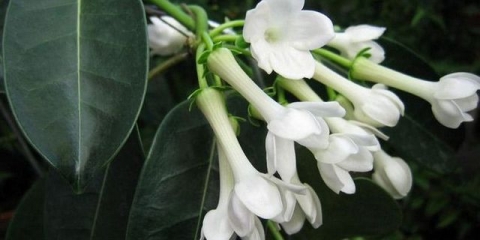 Madagaskarski jasmin: njega i uzgoj kod kuće