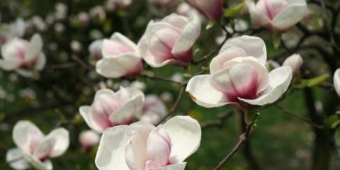 Magnolija: fotografija cvijeta, opis i karakteristike, imena, vrste i sorte, zanimljive činjenice