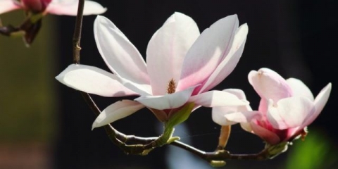 Soba magnolije (dom): fotografija, njega i uzgoj