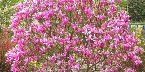 Magnolija nigra boje ljiljana (nigra): sadnja i njega