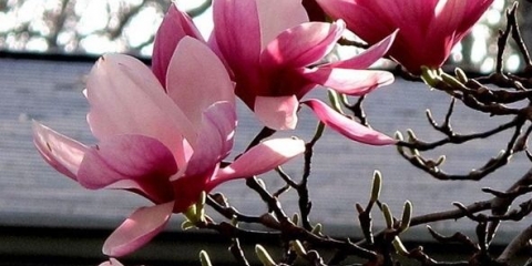 Magnolija sulangeana (soulangeana) alexandrina, galaksija, princeza snova, alba superba, rustikalna rubra: fotografija i opis sorti, recenzije, otpornost na mraz