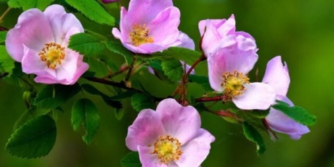 Majska ruža (šipak cimeta): opis biljke, ljekovita svojstva