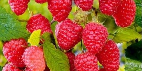 Avgustovo čudo od maline